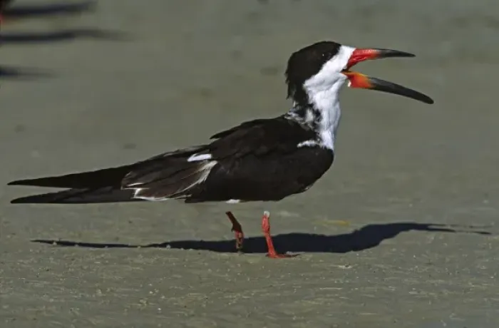 Framed Print : North America, USA, Florida, Fort De Soto Park. Portrait of a Black Skimmer (Rhynchops Framed Print : North America, USA, Florida, Fort De Soto Park. Portrait of a Black Skimmer (Rhynchops