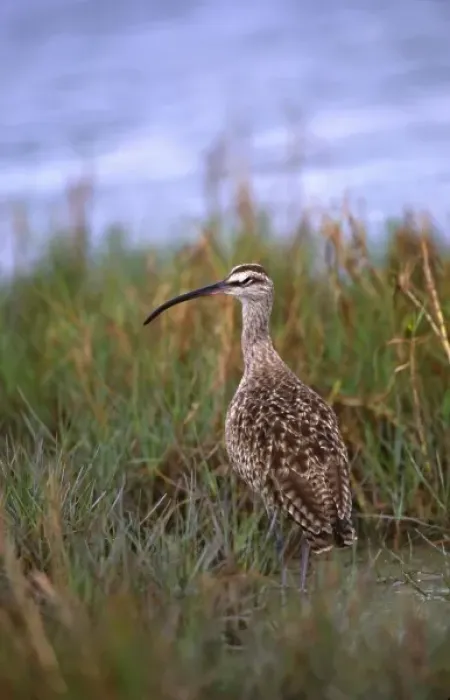 Framed Print : North America, USA, Florida, Fort De Soto Park. Portrait of a Whimbrel (Numenius Framed Print : North America, USA, Florida, Fort De Soto Park. Portrait of a Whimbrel (Numenius