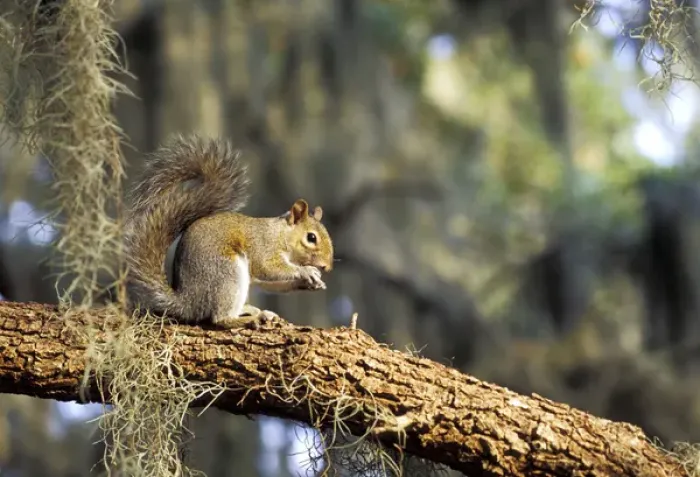 Framed Print : North America, USA, Florida. Grey Squirrel feeding on oak branch (Sciurus carolinensis) Framed Print : North America, USA, Florida. Grey Squirrel feeding on oak branch (Sciurus carolinensis)