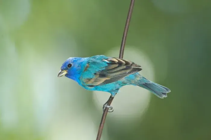 Framed Print : North America, USA, Florida, Immokalee, Indigo Bunting perched on wire Framed Print : North America, USA, Florida, Immokalee, Indigo Bunting perched on wire