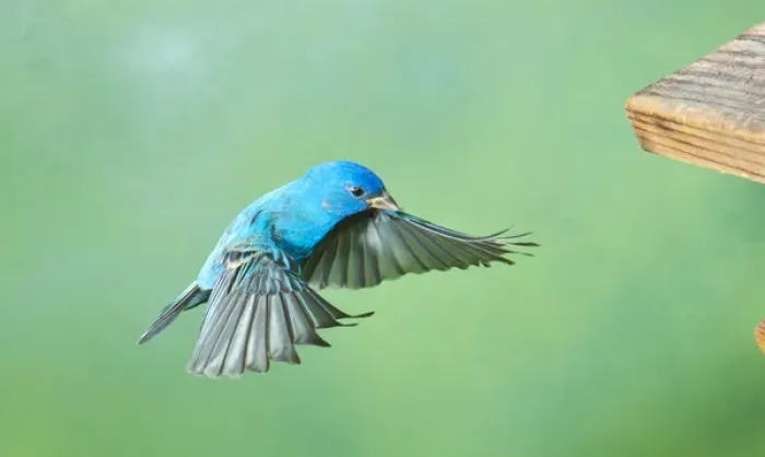 Framed Print : North America, USA, Florida, Immokalee, Indigo Bunting, male flying to Feeder