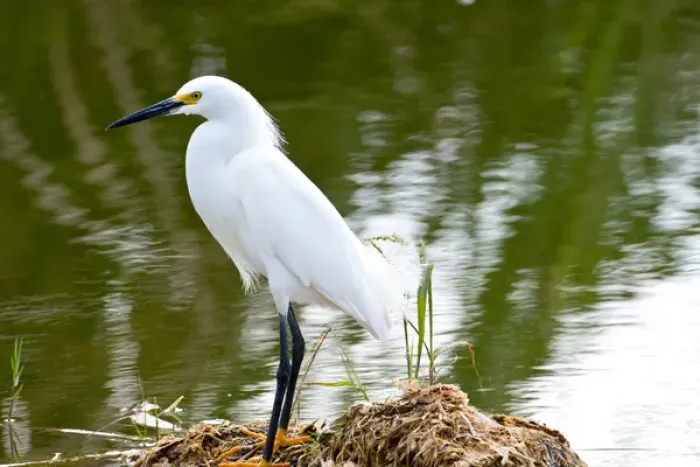Framed Print : North America, USA, Florida, Immokalee, Snowy Egret Hunting Framed Print : North America, USA, Florida, Immokalee, Snowy Egret Hunting