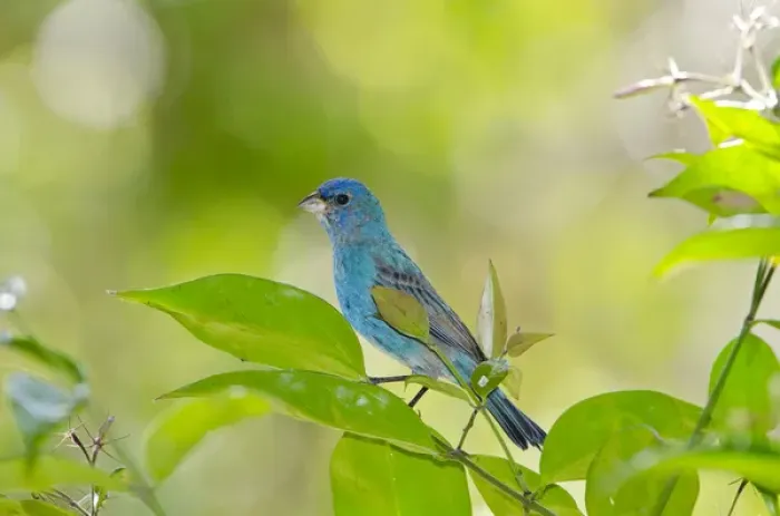 Framed Print : North America, USA, Florida, Immokalee, Indigo Bunting perched in Jasmine bush