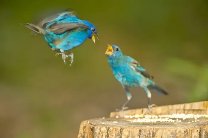 Framed Print : North America, USA, Florida, Immokalee, Indigo Buntings Fighting at Feeder Log