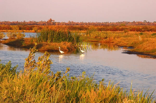 North America, USA, Florida, Merritt Island National Wildlife Refuge, Great Egrets