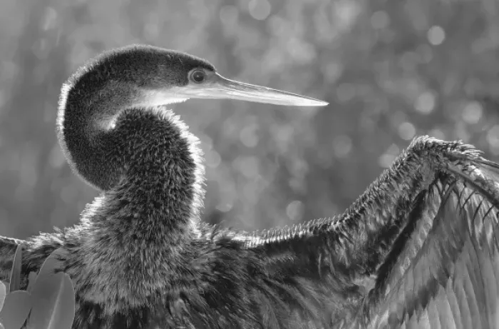 Framed Print : North America, USA, Florida, Merritt Island, sunning anhinga spreads her wings to dry Framed Print : North America, USA, Florida, Merritt Island, sunning anhinga spreads her wings to dry