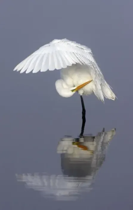 Framed Print : North America, USA, Florida, Merritt Island, a solitary great egret gracefully bending