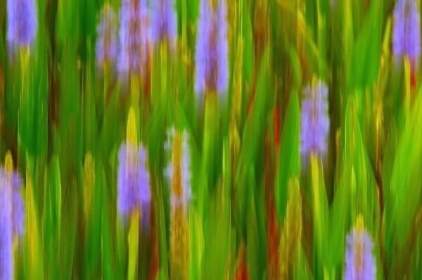 North America, USA, Florida, Merritt Island, blurred painterly water hyacinths panned