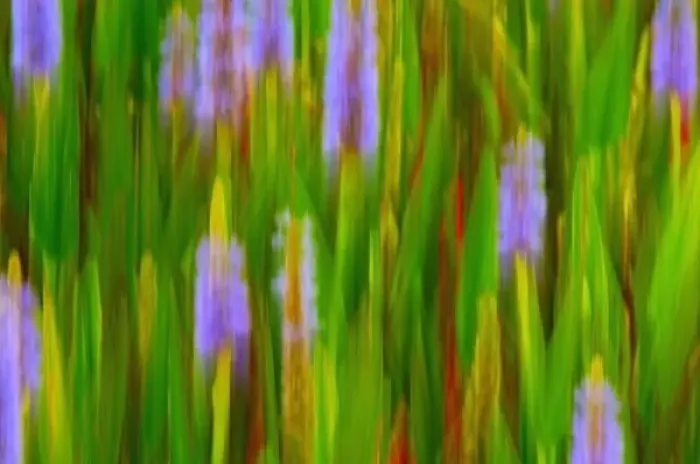 Framed Print : North America, USA, Florida, Merritt Island, blurred painterly water hyacinths panned