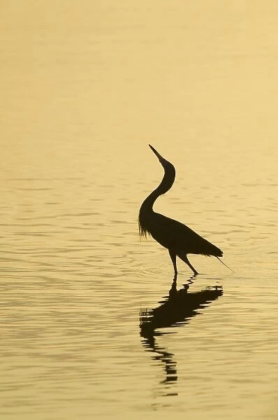 North America, USA, Florida, Merritt Island, regally posing wading bird silhouette