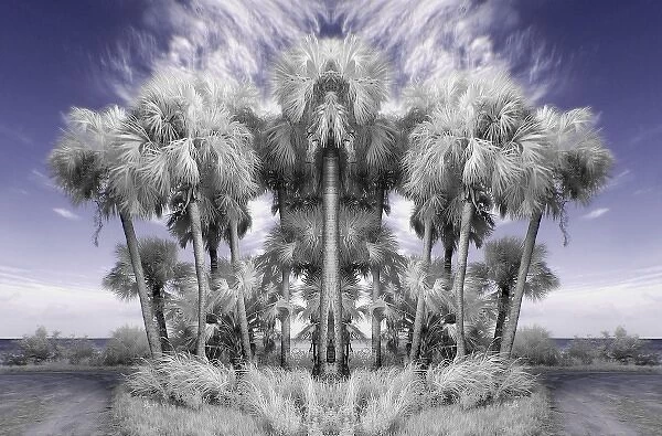 North America, USA, Florida, Merritt Island, infrared digitally altered palm trees in the wind