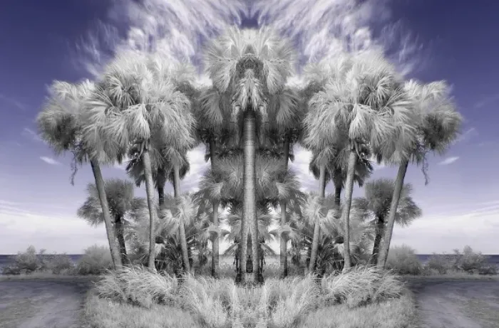 Framed Print : North America, USA, Florida, Merritt Island, infrared digitally altered palm trees in the wind