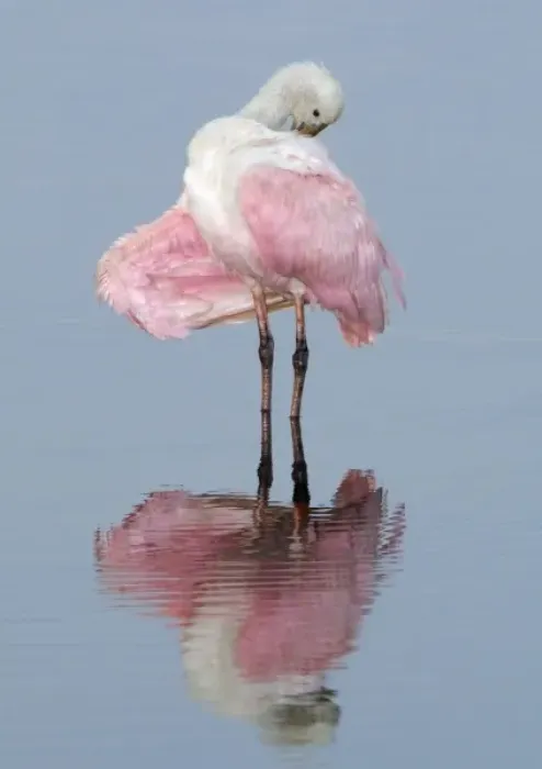 Framed Print : North America, USA, Florida, Merritt Island, young roseate spoonbill preening her Framed Print : North America, USA, Florida, Merritt Island, young roseate spoonbill preening her