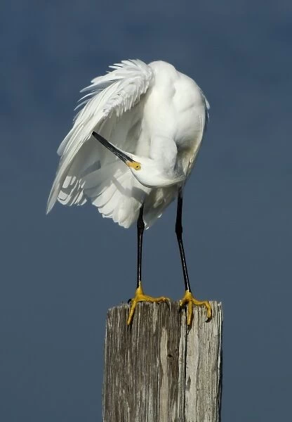 North America, USA, Florida, Merritt Island, upside down egret preening her feathers