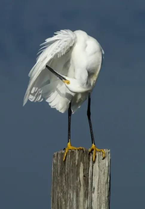 Framed Print : North America, USA, Florida, Merritt Island, upside down egret preening her feathers