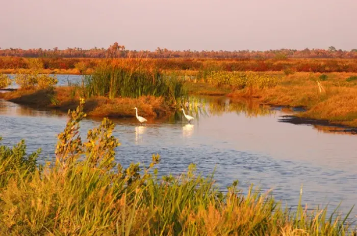 Framed Print : North America, USA, Florida, Merritt Island National Wildlife Refuge, Great Egrets Framed Print : North America, USA, Florida, Merritt Island National Wildlife Refuge, Great Egrets