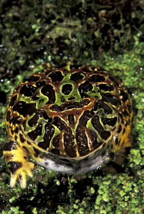 Framed Print : North America, USA, Florida, Miami. Argentine horned frog (Ceratophrys ornata)