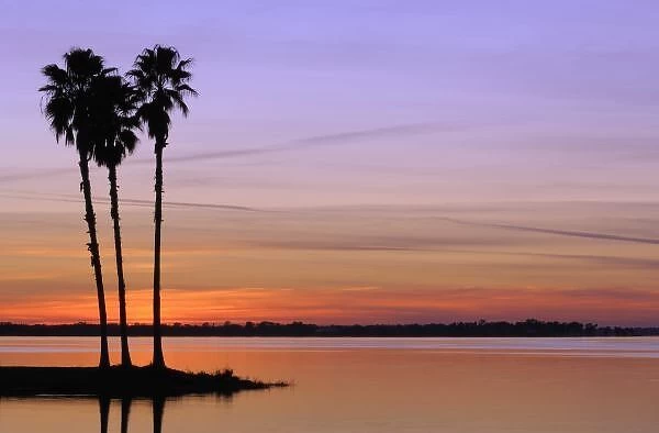 North America, USA, Florida, Mt. Dora, a trio of stately palms in silhouette on an