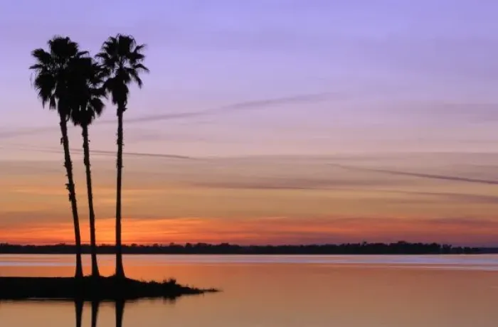 Framed Print : North America, USA, Florida, Mt. Dora, a trio of stately palms in silhouette on an Framed Print : North America, USA, Florida, Mt. Dora, a trio of stately palms in silhouette on an