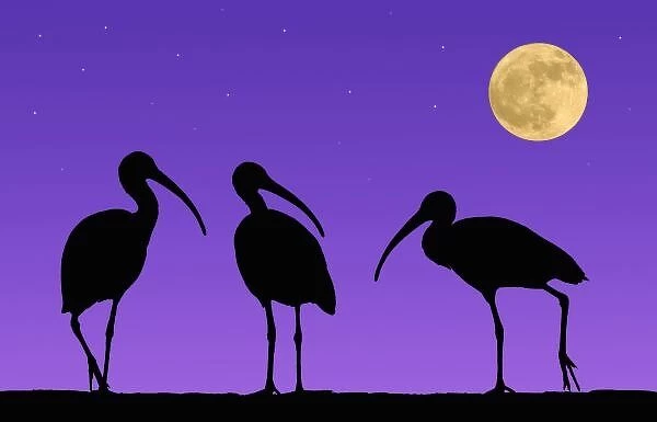 North America, USA, Florida, Mt. Dora, Digitally altered image of three ibis with