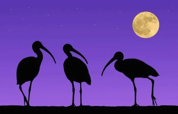 Framed Print : North America, USA, Florida, Mt. Dora, Digitally altered image of three ibis with