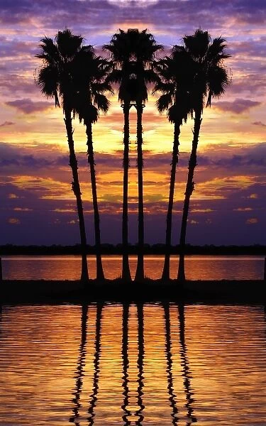 North America, USA, Florida, Mt. Dora, Colorful sunset with silhouetted palm trees near Lake Dora