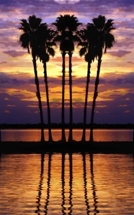 Framed Print : North America, USA, Florida, Mt. Dora, Colorful sunset with silhouetted palm trees near Lake Dora