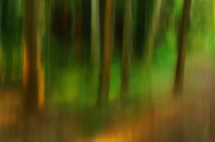 Framed Print : North America, USA, Florida, Mt. Dora, panned trees for an abstract painterly feel Framed Print : North America, USA, Florida, Mt. Dora, panned trees for an abstract painterly feel