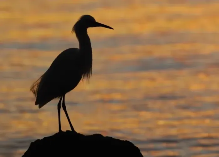 Framed Print : North America, USA, Florida, Mt. Dora, a snowy egret in silhouette perched on a rock Framed Print : North America, USA, Florida, Mt. Dora, a snowy egret in silhouette perched on a rock