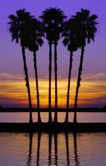 Framed Print : North America, USA, Florida, Mt. Dora, digitally altered, silhouettes of six stately Framed Print : North America, USA, Florida, Mt. Dora, digitally altered, silhouettes of six stately