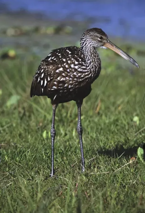 Framed Print : North America, USA, Florida, Myakka River State Park. A Limpkin (Aramus guarauna)