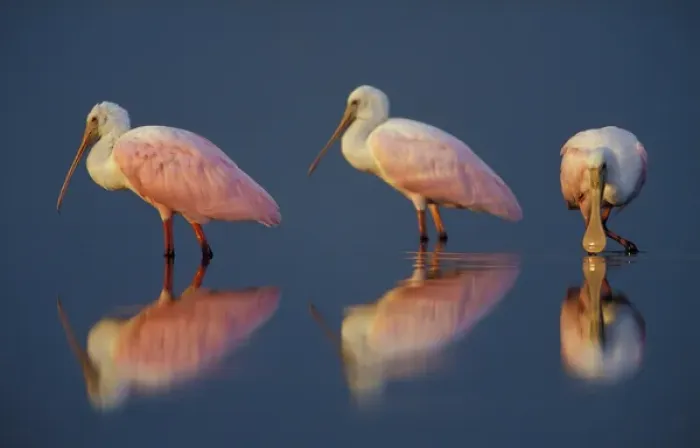 Framed Print : North America, USA, Florida, Myakka River State Park, flock of Roseate Spoonbills Framed Print : North America, USA, Florida, Myakka River State Park, flock of Roseate Spoonbills