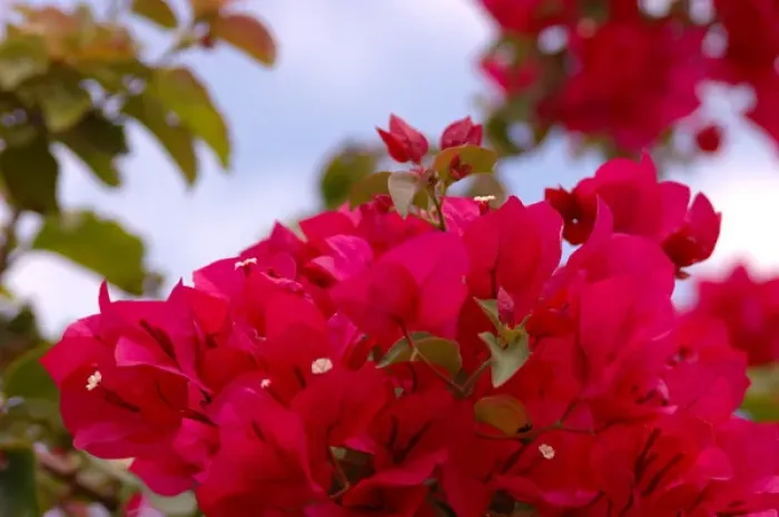 Framed Print : North America, USA, Florida, New Smyrna Beach, magenta Bougainvillea