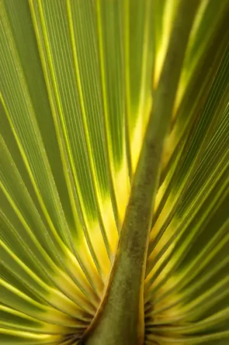 Framed Print : North America, USA, Florida, New Smyrna Beach, palm leaf detail Framed Print : North America, USA, Florida, New Smyrna Beach, palm leaf detail