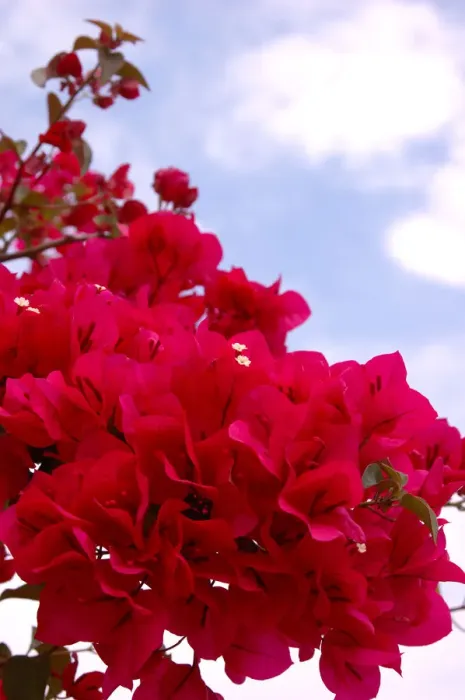 Framed Print : North America, USA, Florida, New Smyrna Beach, magenta Bougainvillea Framed Print : North America, USA, Florida, New Smyrna Beach, magenta Bougainvillea