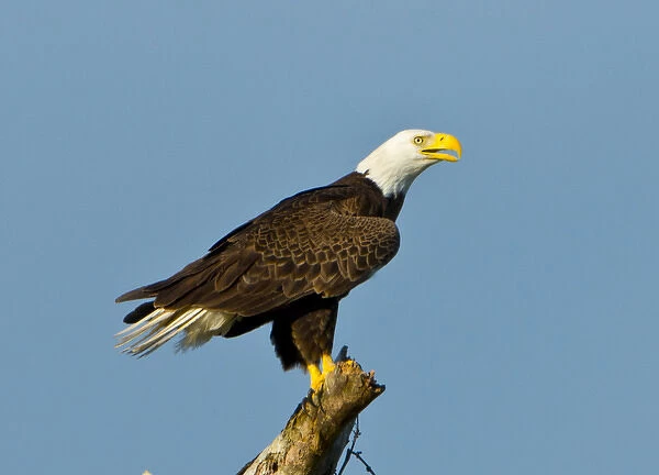 North America, USA, Florida, North Fort Meyers, Bayshore Drive, American Bald Eagle