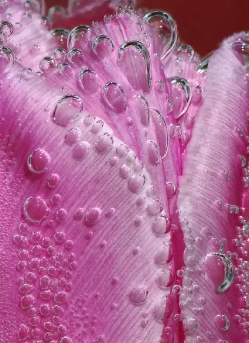 Framed Print : North America, USA, Florida, Orlando, a bubbly pink tulip underwater macro Framed Print : North America, USA, Florida, Orlando, a bubbly pink tulip underwater macro
