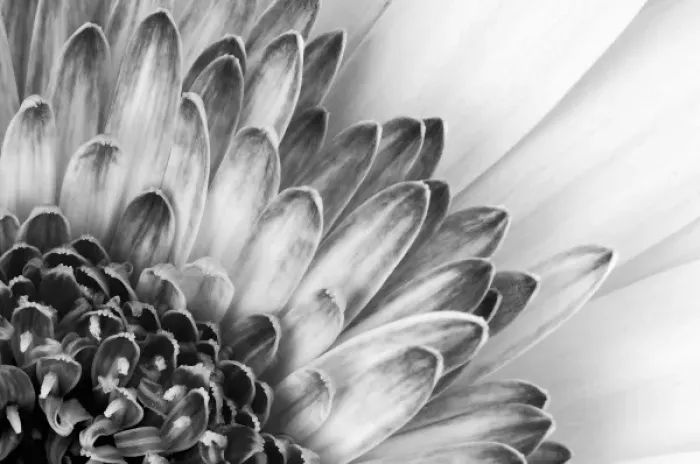 Framed Print : North America, USA, Florida, Orlando, black and white close-up of a flower showing petal detail Framed Print : North America, USA, Florida, Orlando, black and white close-up of a flower showing petal detail
