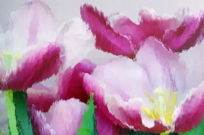 Framed Print : North America, USA, Florida, Orlando, tulips in pink and white photographed through Framed Print : North America, USA, Florida, Orlando, tulips in pink and white photographed through