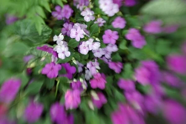 North America, USA, Florida, Orlando, blurred lavender and pink impatiens with a sense of motion
