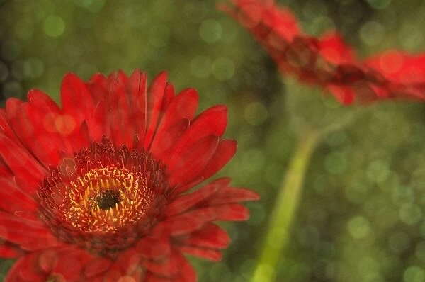 North America, USA, Florida, Orlando, a pair of red gerbera daisies with a flash of sequined fabric