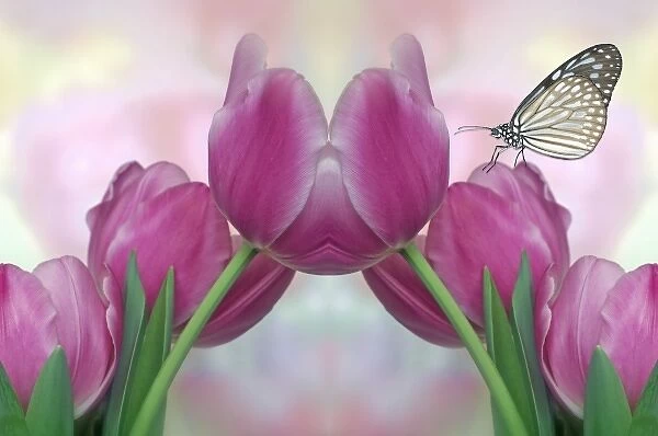 North America, USA, Florida, Orlando, digital composite of pastel pink tulips