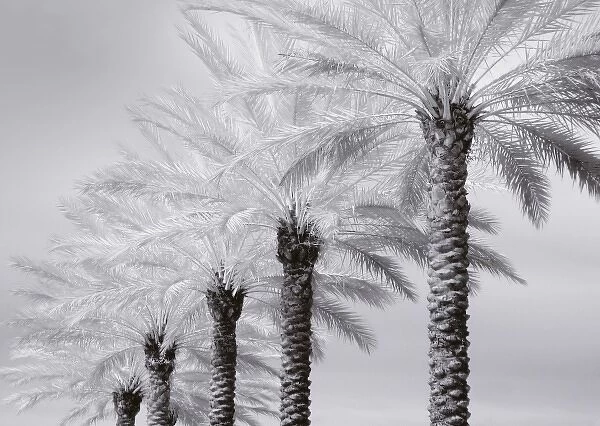 North America, USA, Florida, Orlando, a row of stately palm trees in infrared
