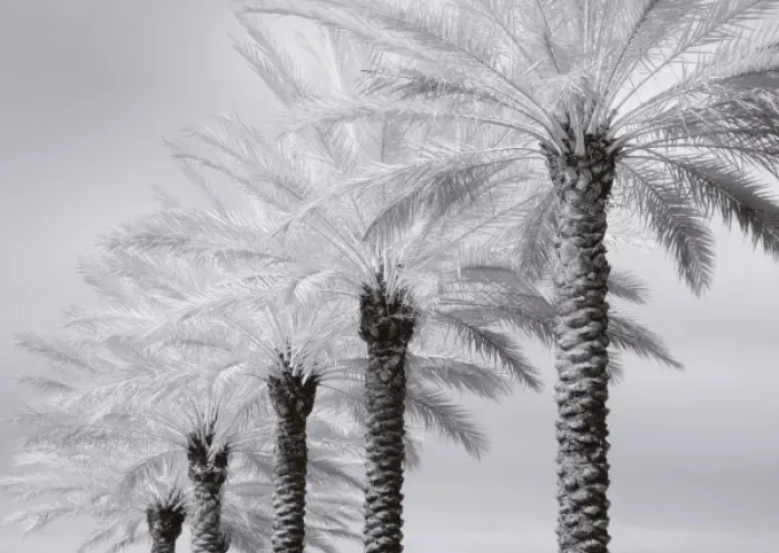 Framed Print : North America, USA, Florida, Orlando, a row of stately palm trees in infrared