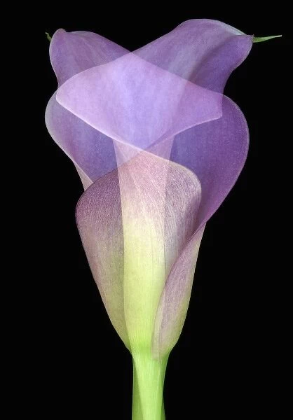 North America, USA, Florida, Orlando, double exposure of an intertwined purple calla lily