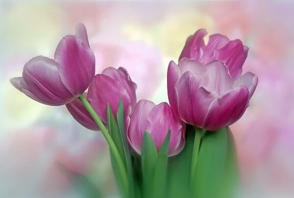 North America, USA, Florida, Orlando, pastel pink blooming tulips with a colorful