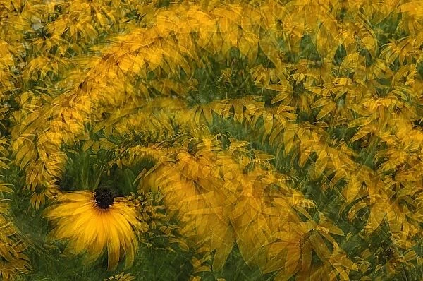 North America, USA, Florida, Orlando, colorful swirl in camera multiple exposure of golden daisies