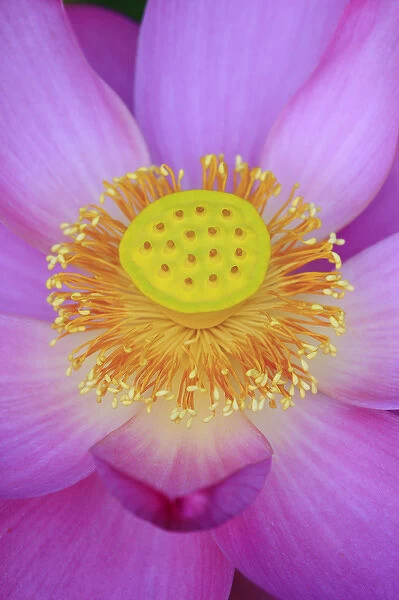 North America, USA, Florida, Pensacola. Lotus bloom in the summer