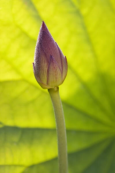 North America, USA, Florida, Pensacola. Lotus bud in the summer