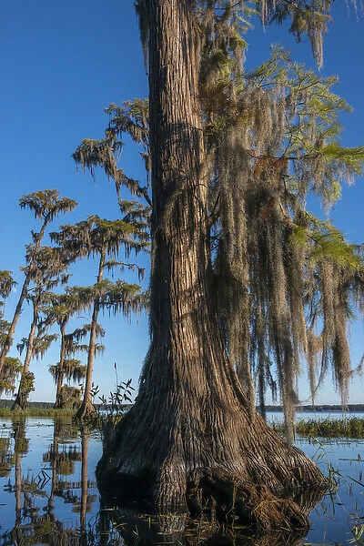 North America, USA, Florida, Pond cyprus (Taxodium ascendens)and Spanish Moss (Tillandsia